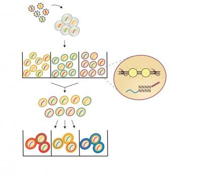 Single-cell CRISPR technology deciphers role of chromatin accessibility in cancer