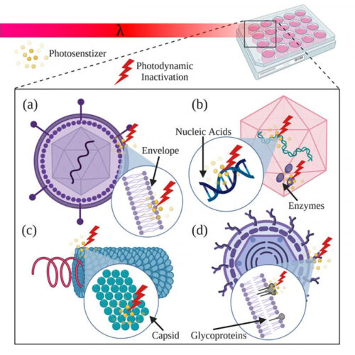 Adding antibodies to enhance photodynamic therapy for viral and bacterial disease