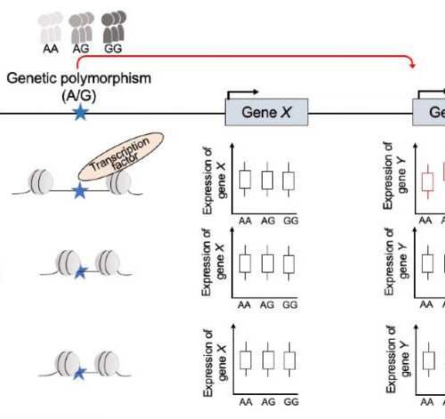 New atlas of genetic function maps complexities of immune system and immune diseases