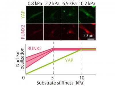 Finer touch for tuning stem cell ‘fate’ with substrates of varying stiffness