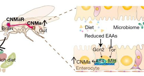 Gut hormone triggers craving for more proteins