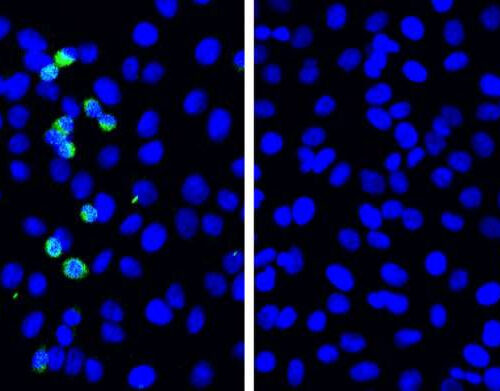 A novel defense mechanism for SARS-CoV-2 discovered