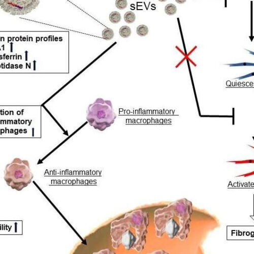 A glimmer of hope: New weapon in the fight against liver diseases