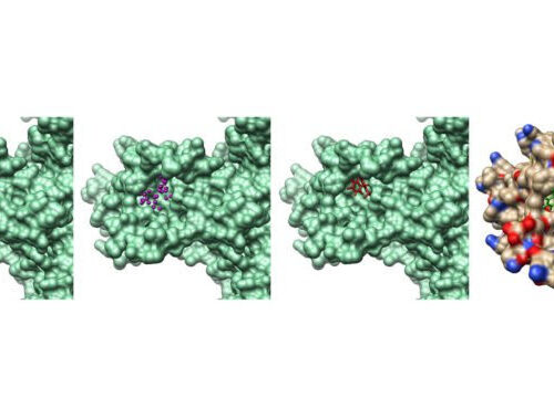 Compound may prevent risk of form of arrhythmia from common medications