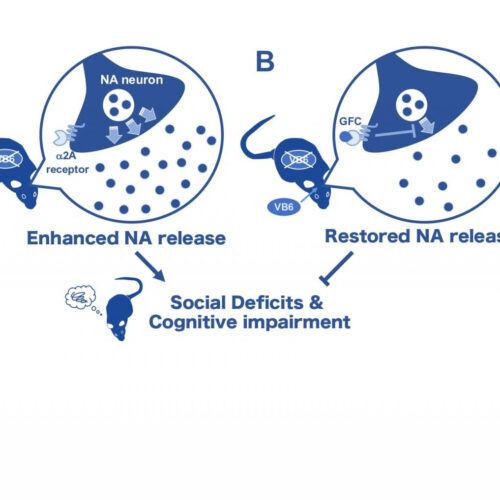 Vitamin B6 deficiency enhances the noradrenergic system, leading to behavioral deficits