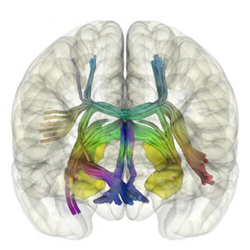 The neural mechanism of autonomous learning uncovered by researchers at IBEC