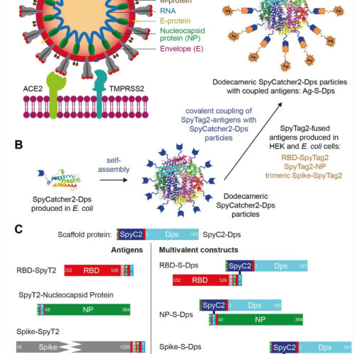 Protein-based vaccines against SARS-CoV-2 may provide advantages over mRNA-based vaccines