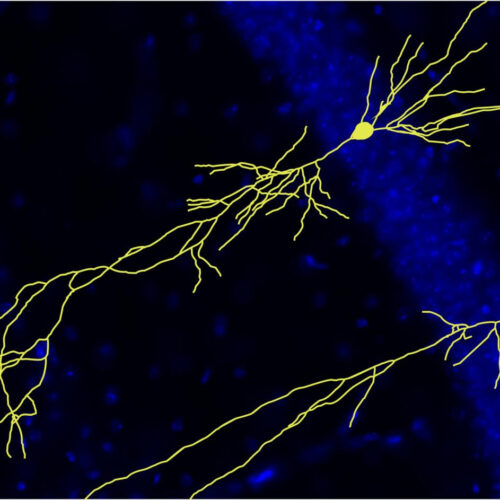 Alzheimer protein APP regulates learning and social behavior in the healthy brain