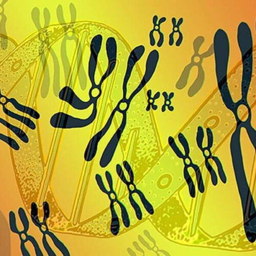 Eleven novel loci identified for rheumatoid arthritis