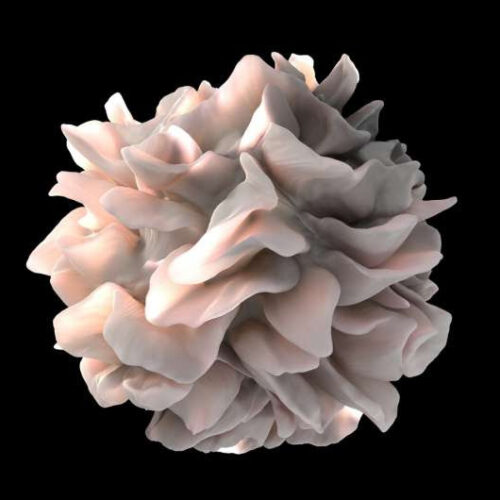 Important factor in the development of dendritic cells identified