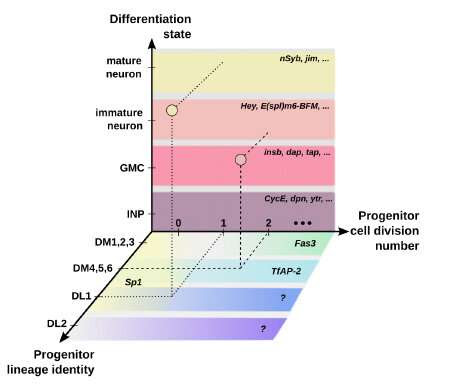 RNA scientists identify many genes involved in neuron development