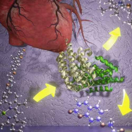 Cardiovascular disease could be diagnosed earlier with new glowing probe