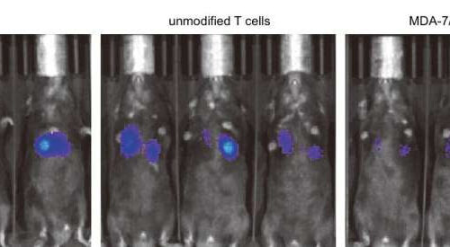 Engineering T cells to attack cancer broadly