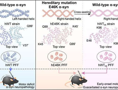 Researchers reveal mechanism for α-syn deposition in familial Parkinson’s disease