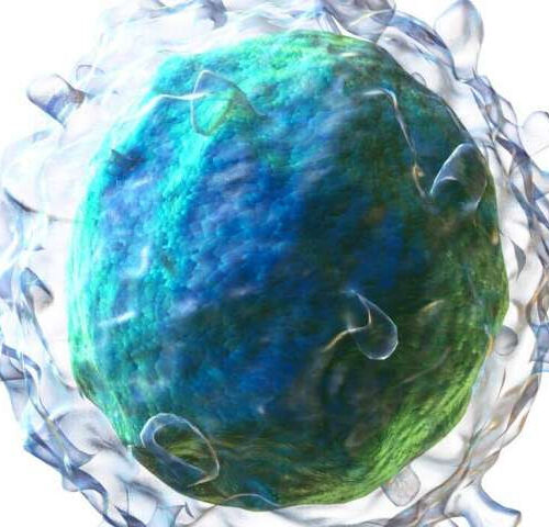Epigenetic changes drive the fate of a B cell