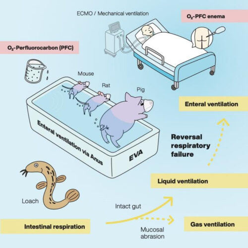 Ventilating the rectum to support respiration