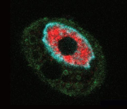 How one SARS-CoV-2 protein keeps cells from fighting back