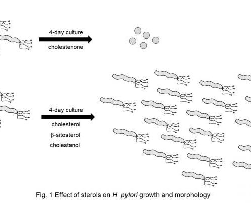 Cholestenone shows antibiotic properties against H. pylori