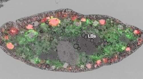 Lipid droplets help protect kidney cells from damage