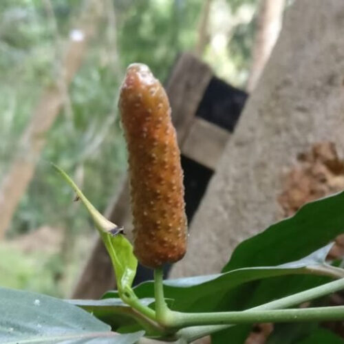 Ingredient in Indian Long Pepper Shows Promise Against Brain Cancer in Animal Models