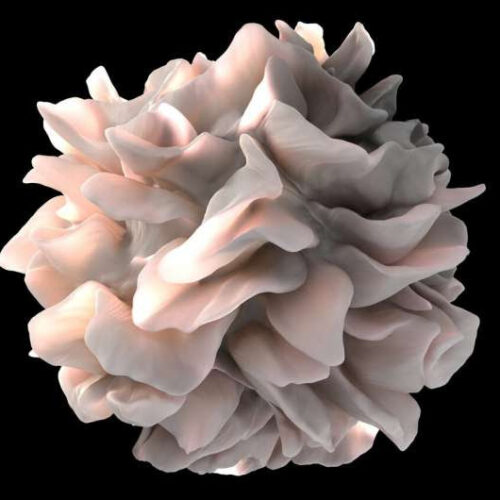 153 years after discovery of the immune system’s dendritic cells, scientists uncover a new subset