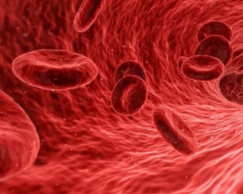 Anti-aging protein in red blood cells helps stave off cognitive decline