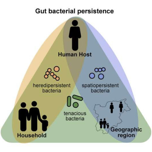 Persistence pays off in the human gut microbiome