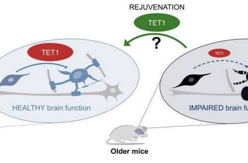 Researchers identify a molecule critical to functional brain rejuvenation