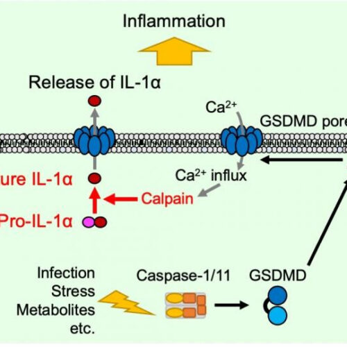 A key player in cell death moonlights as a mediator of inflammation