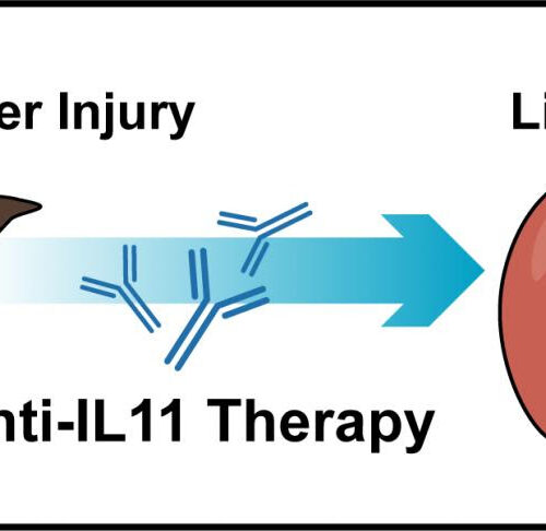 Blocking IL-11 signalling can help liver regenerate after injury from paracetamol toxicity