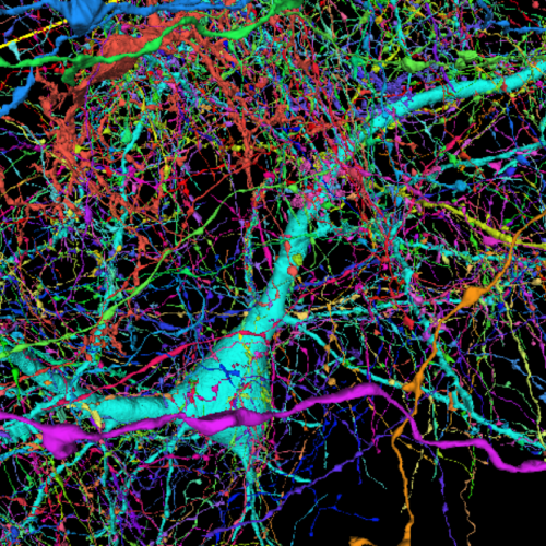 Google and Harvard map brain connections in unprecedented detail