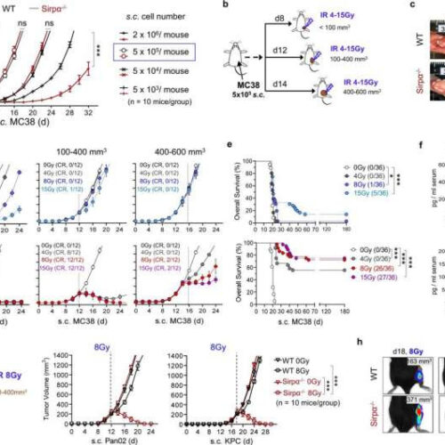 Novel form of immunotherapy could revolutionize cancer treatment