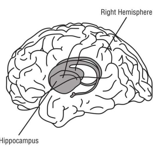 Memory helps us evaluate situations on the fly, not just recall the past