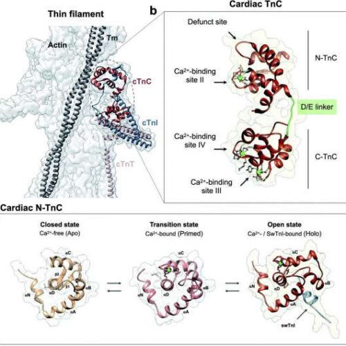 Researchers find small mutation disrupts protein network, causing heart disease