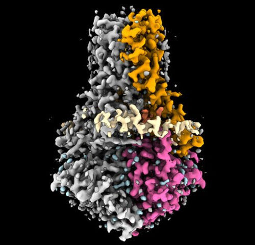 Unusual coronavirus protein is potential drug target to fight COVID-19