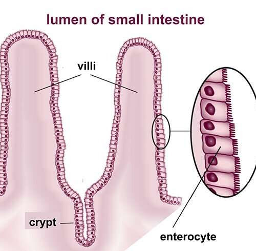 Mini-guts reveal crucial forces that shape the intestinal lining