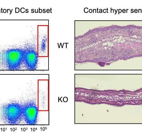 The molecular underpinnings of immune cell migration