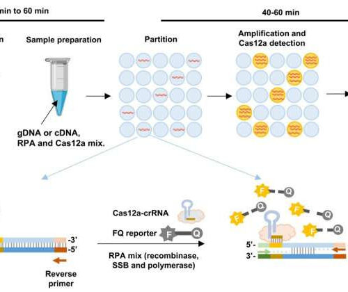 Researchers develop method for rapid, accurate detection of viruses