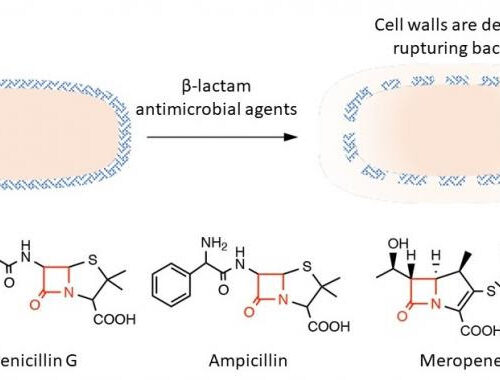 A new culprit in antibacterial resistance: cysteine persulfide