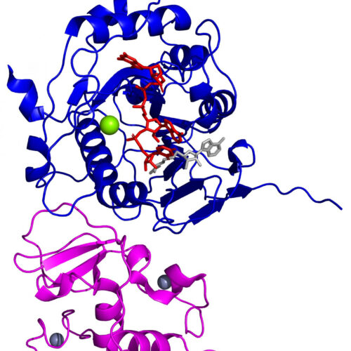 Metal ions help COVID-19 virus to disguise itself