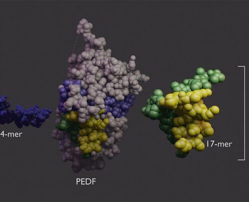 Scientists unravel the function of a sight-saving growth factor