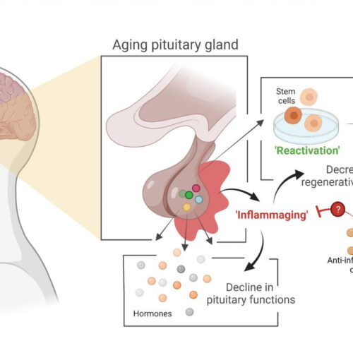 Main gland in hormonal system ages due to process that can potentially be slowed down