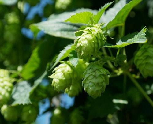 Compounds derived from hops show promise as treatment for common liver disease