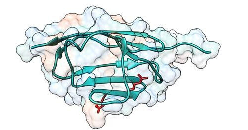 CNIC scientists describe a possible disease-causing mechanism in hypertrophic cardiomyopathy