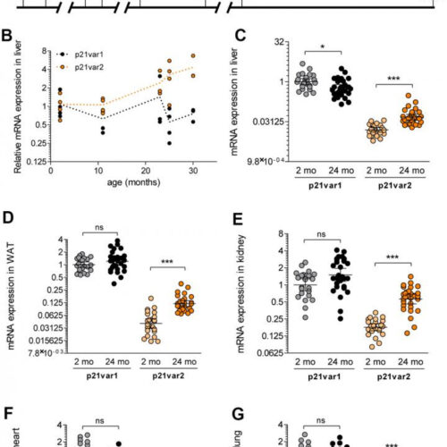 Aging: Cdkn1a transcript variant 2 is a marker of aging and cellular senescence