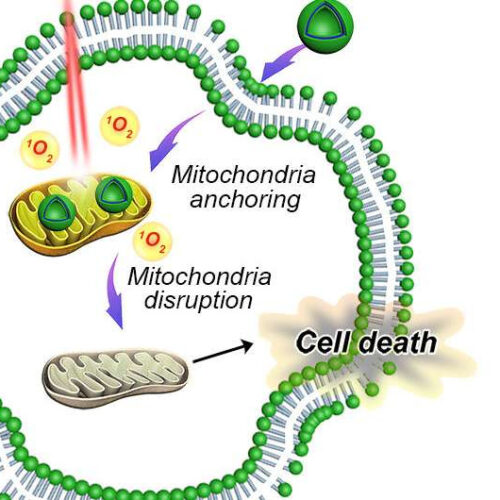 How to shut down the power stations of cancer cells