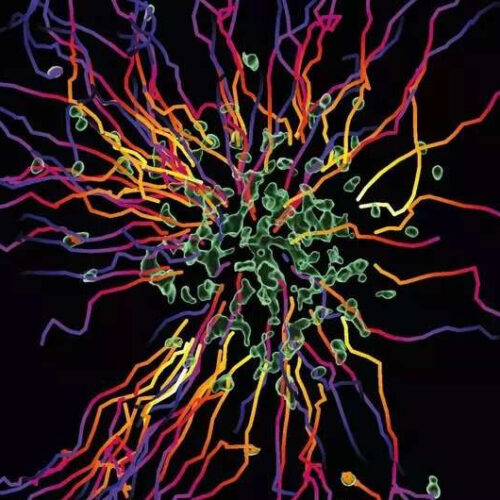 Start-stop system of hunting immune cells