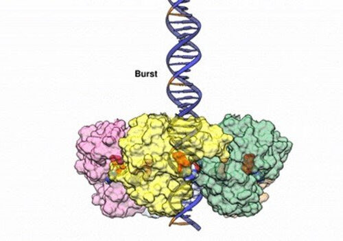 Researchers reveal the inner workings of a viral DNA-packaging motor