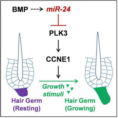 Researchers uncover new regulatory mechanism for skin hair regeneration capacity