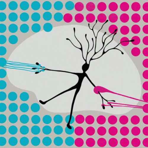 In the visual thalamus, neurons are in contact with both eyes but respond to only one